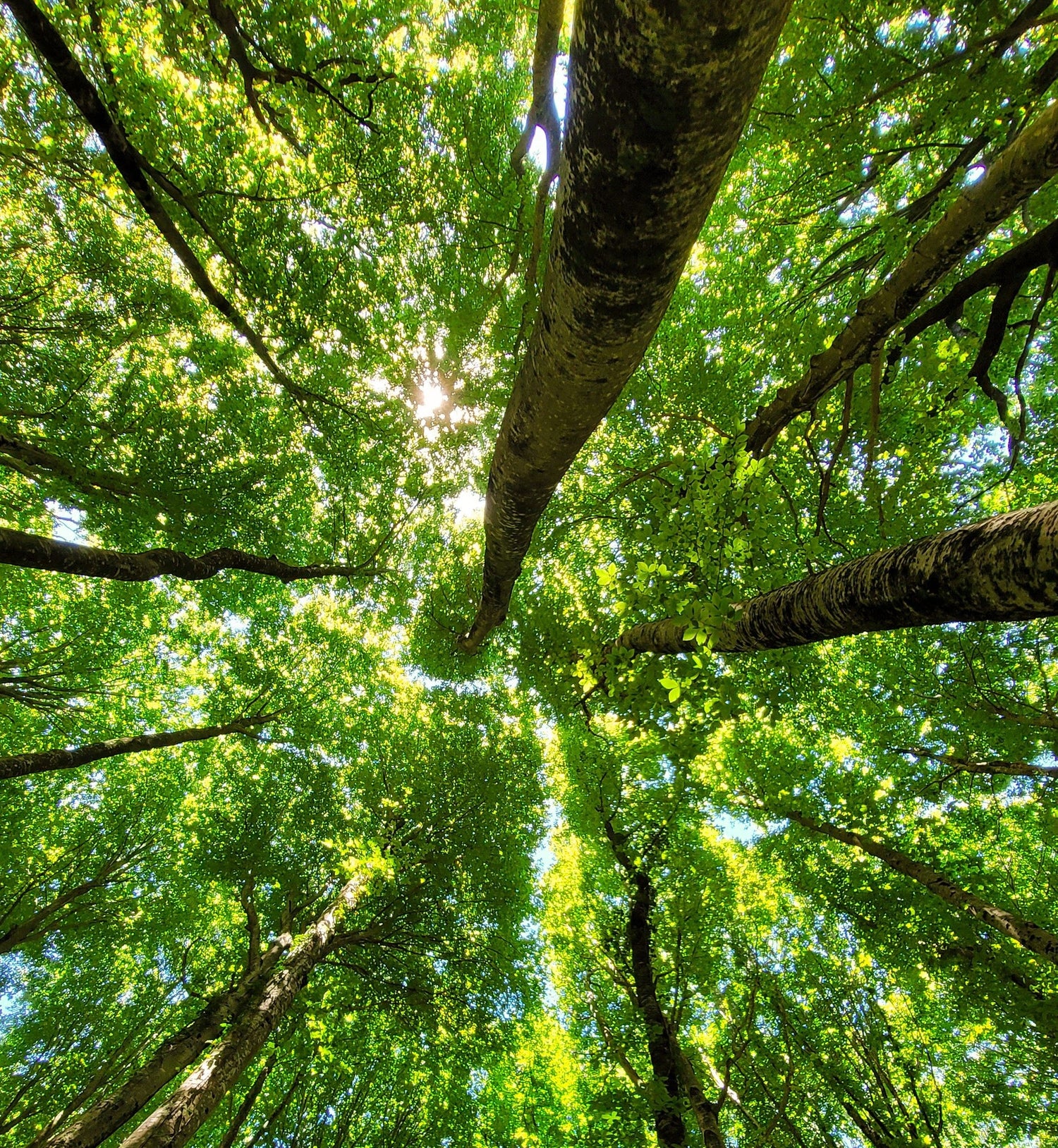 Natural World